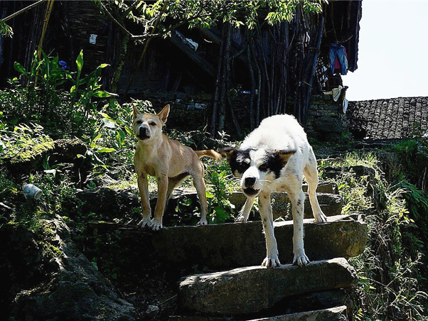 宠物狗为什么学狼叫呢,狗狗经常学狼叫是什么原因