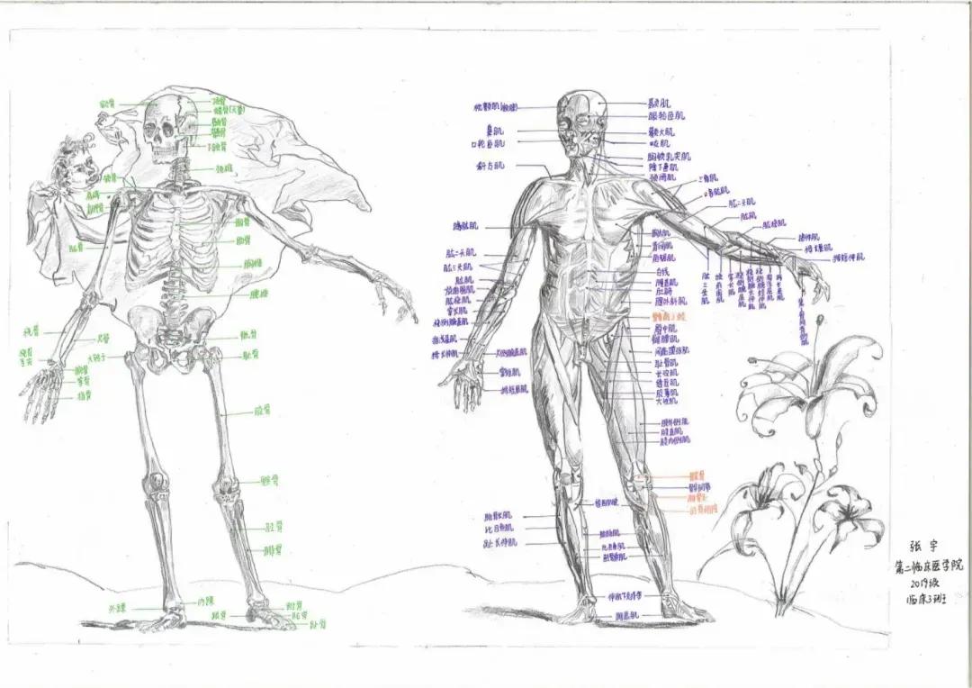 左手丹青,右手手术刀,985名校医学生笔记曝光!网友:这是学神级别的!