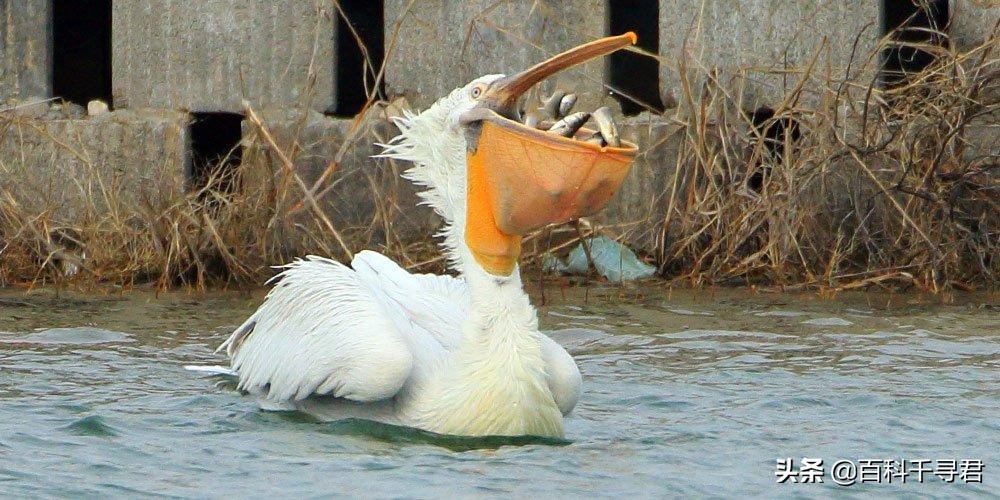 鹈鹕吞猎物到肚子里是怎么样的,鹈鹕的嘴真的是大口袋吗