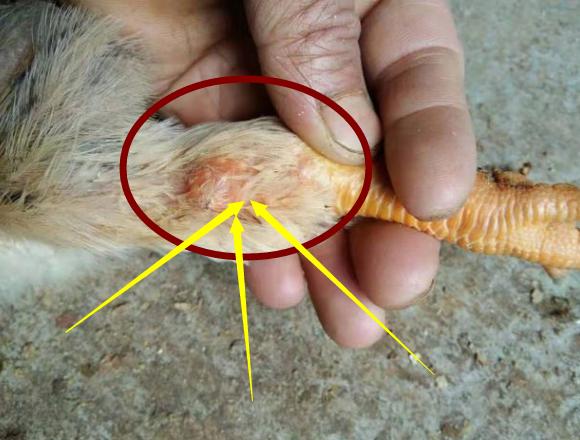 滑液囊支原体对鸡有危害吗,鸡感染了滑液囊支原体几天发作