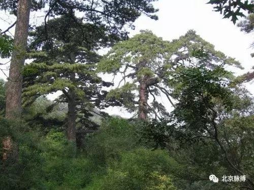 画说回龙观,北京最漂亮的森林公园