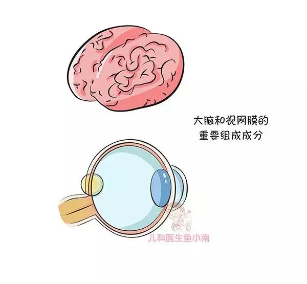 dha贯穿宝宝一生的营养素,dha营养脑神经吗