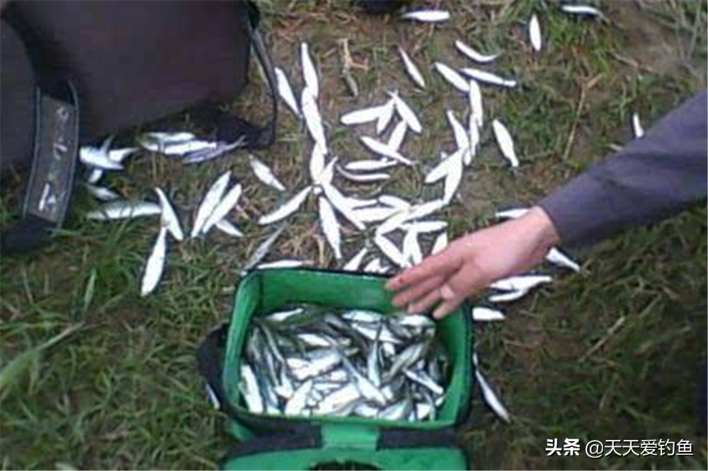 钓白条鱼绝密秘方,各种鱼都能钓世代相传的神奇钓法