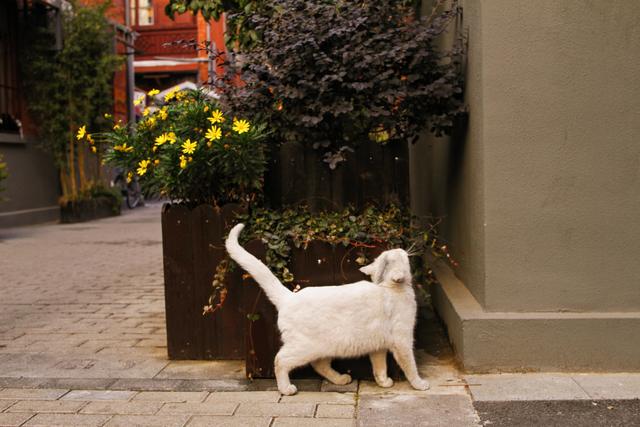 慧园里：南京版上海石库门，背靠夫子庙，却差点被拆除