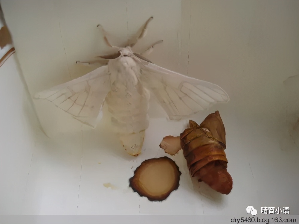 养蚕记怎么写三年级200字,蚕化蛹为蝶的过程总结