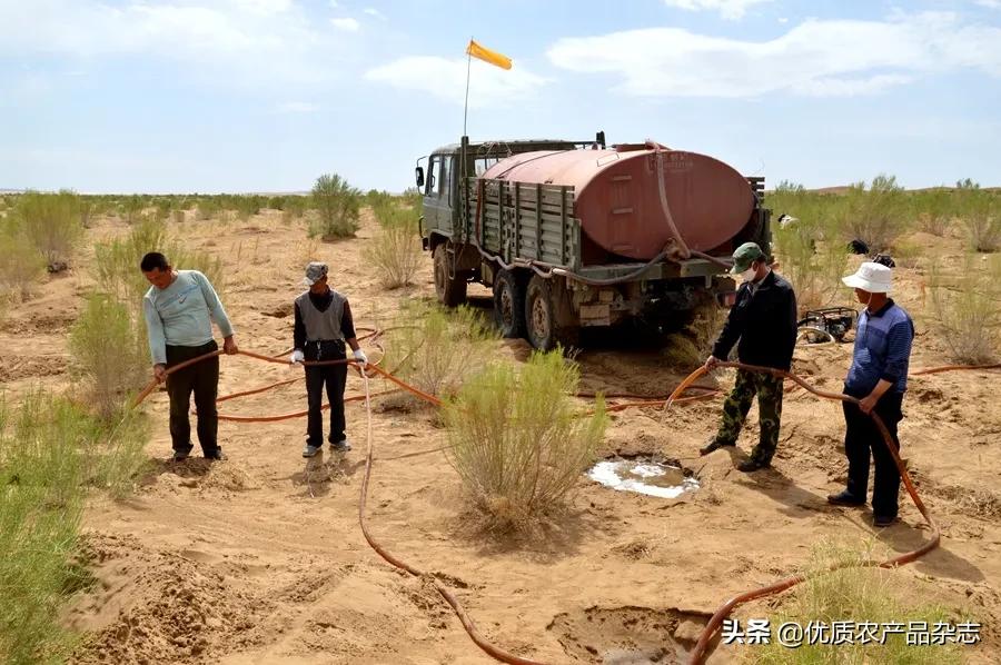 沙漠植物药用价值,沙漠濒危药用植物