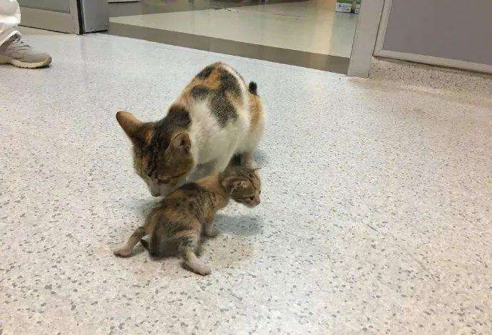 好心人给流浪猫喂食物,给流浪猫喂食物偷偷偷走小流浪猫
