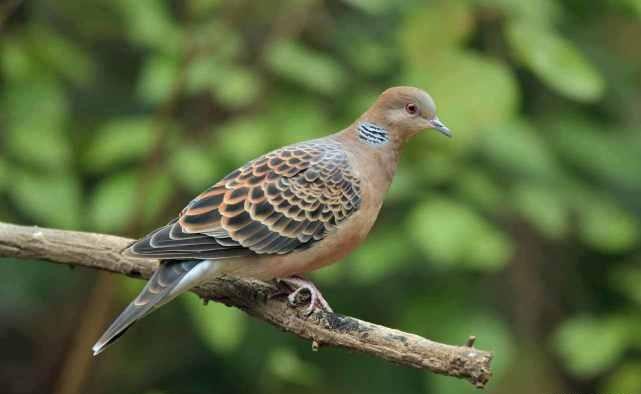 男子使用万元“神器”专业打鸟！3个月干掉1000余只斑鸠