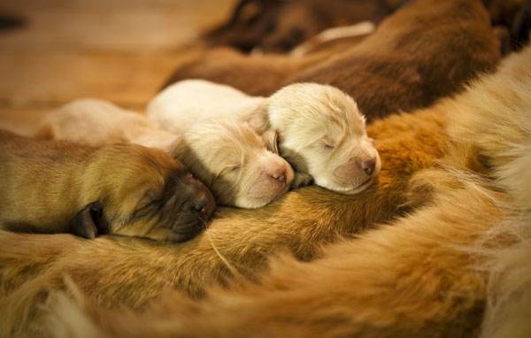 母狗产后一个月突然抽搐怎么治疗,产后母狗抽搐怎么办