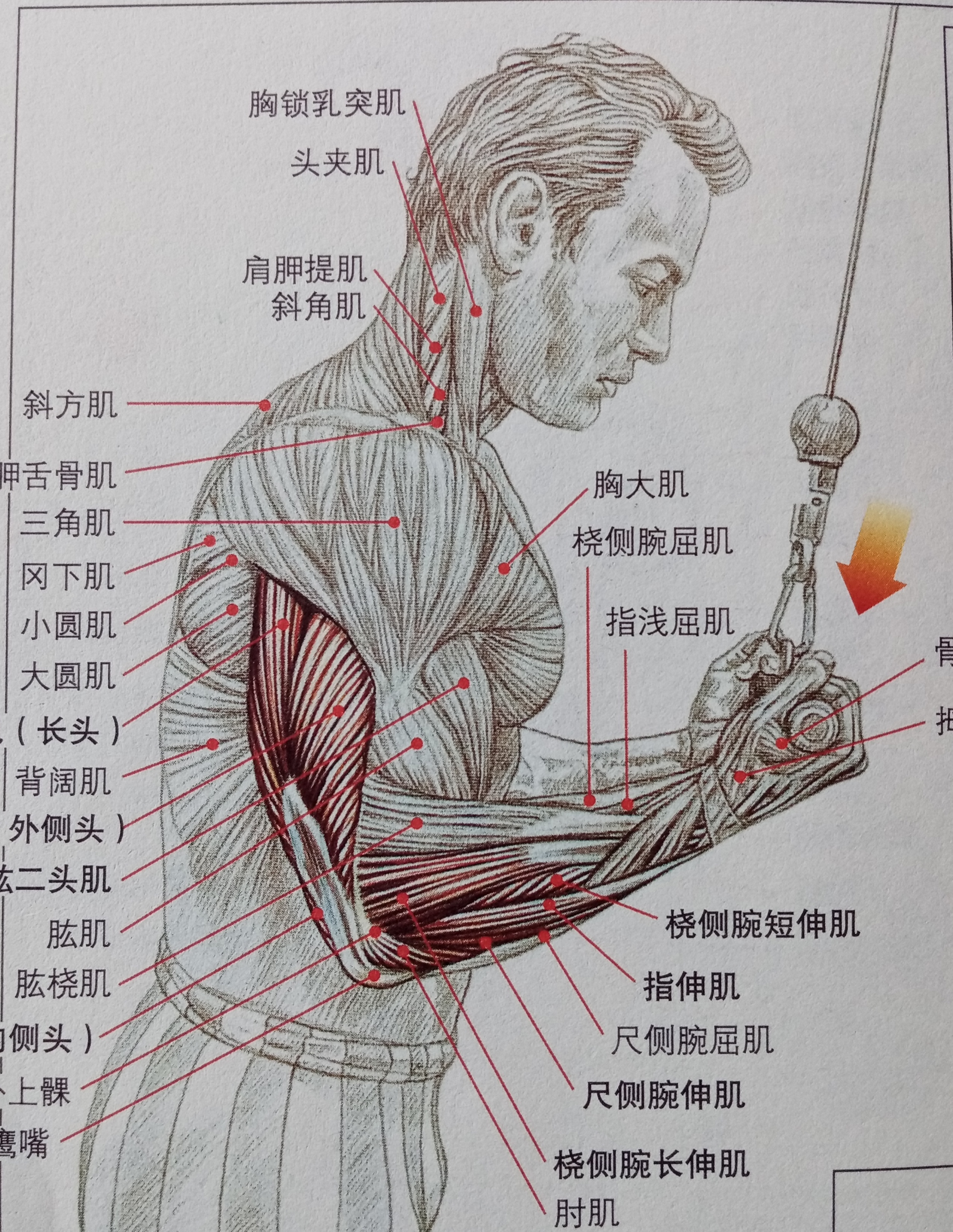 练肱三头肌能让手臂更加粗壮吗,手臂太粗显得胸肌太小
