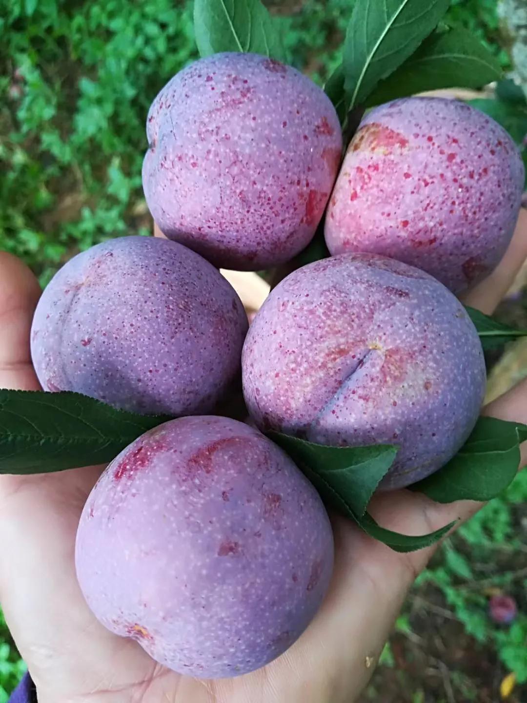 三华李南华李的区别,银妃三华李是早熟好还是迟熟好吃