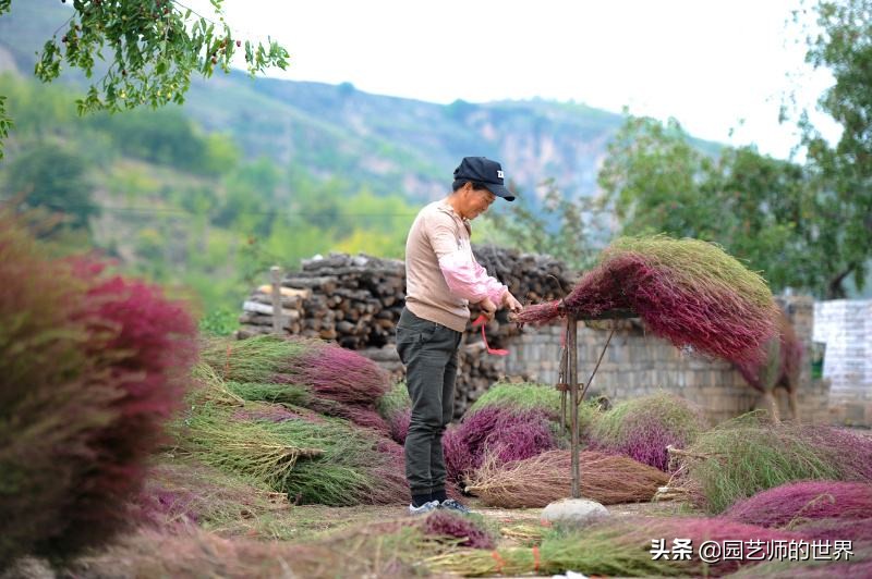 红色地肤草的种植方法,红地肤怎么养
