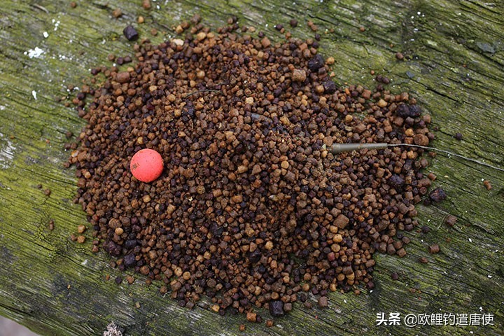 话说欧鲤之钓组篇,话说欧鲤钓