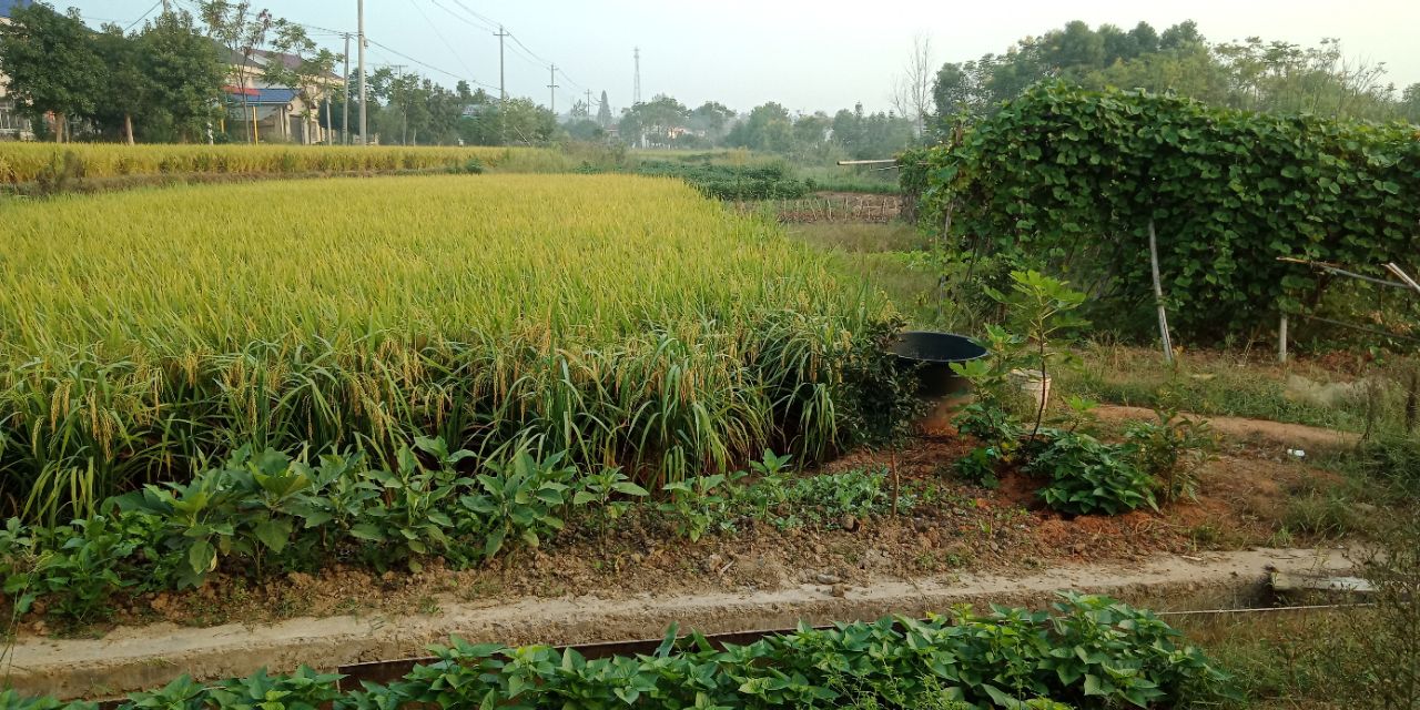 谷仓的稻谷有飞蛾怎么办,谷仓里面有飞蛾怎么办