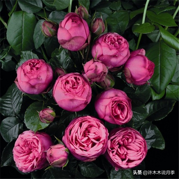 切花大全100种,鲜花大全50种花的花语