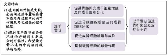 淫羊藿苷治疗骨不连的分子机制