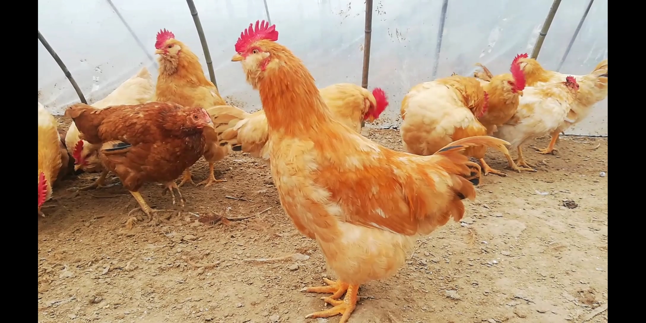 鸡啄肛啄羽吃什么药,养鸡啄羽啄肛如何解决