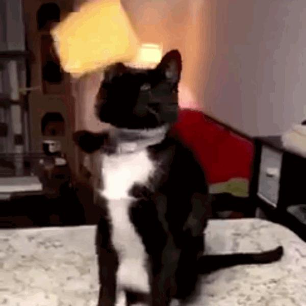 猫咪饲养管理现状,猫和老鼠猫咪现状