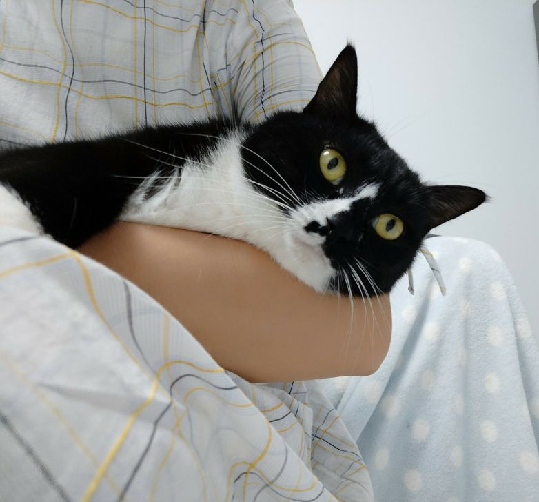 公猫尿闭症怎么解决,怎么知道猫咪有没有得尿闭症