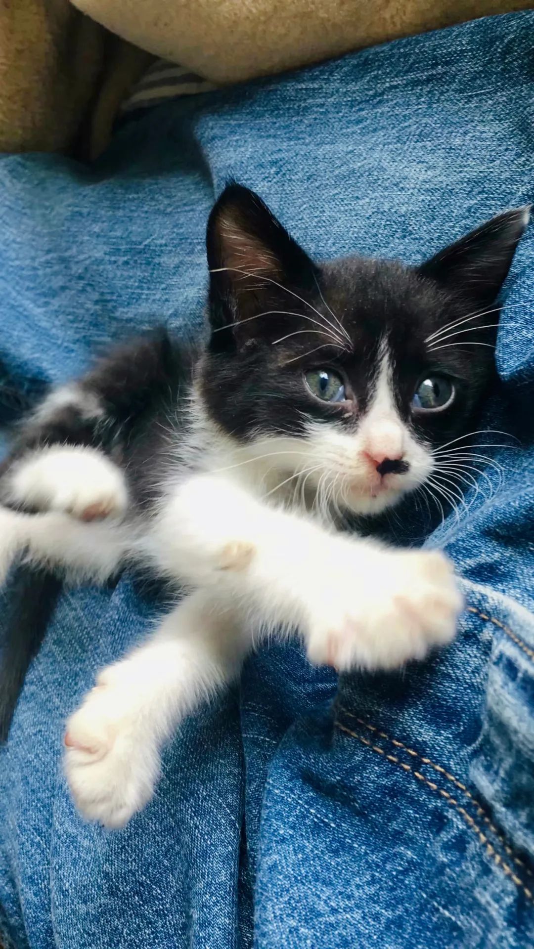 毛孩子散步回家,毛孩子去新家从此不再流浪