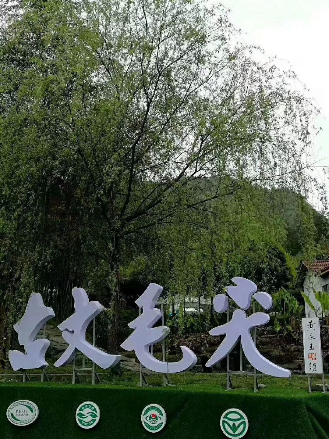 古丈毛尖是绿茶吗,古丈毛尖绿茶保质期