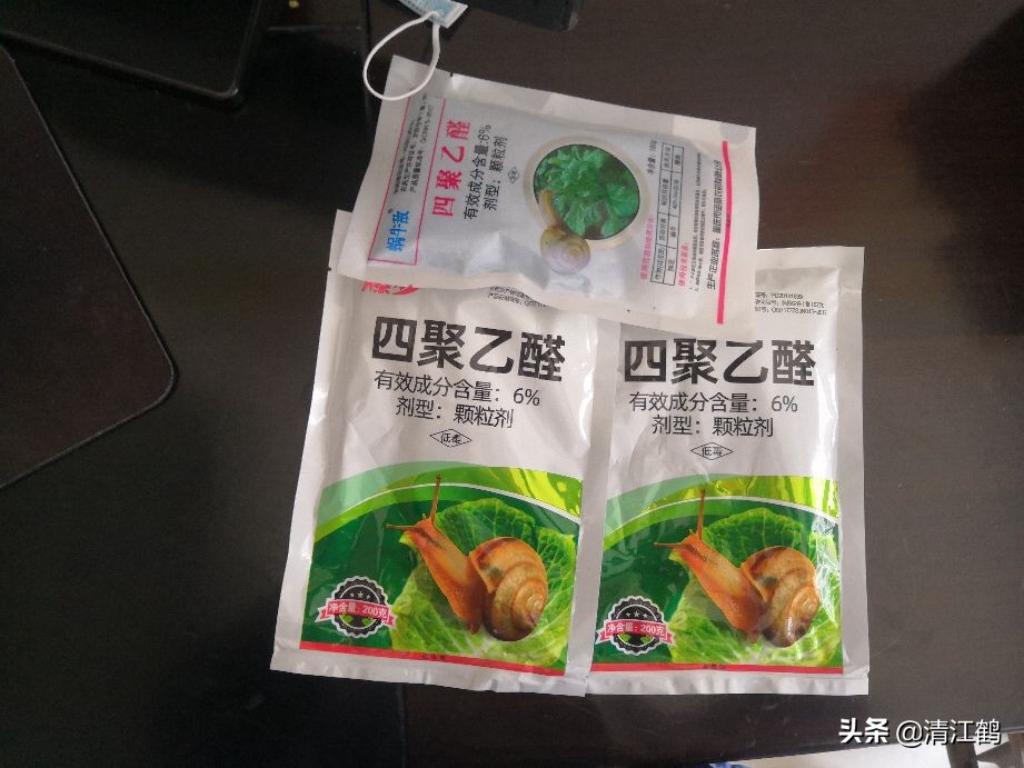 蜗牛吃菜用什么药消灭它,蔬菜上蜗牛用什么药才能杀灭