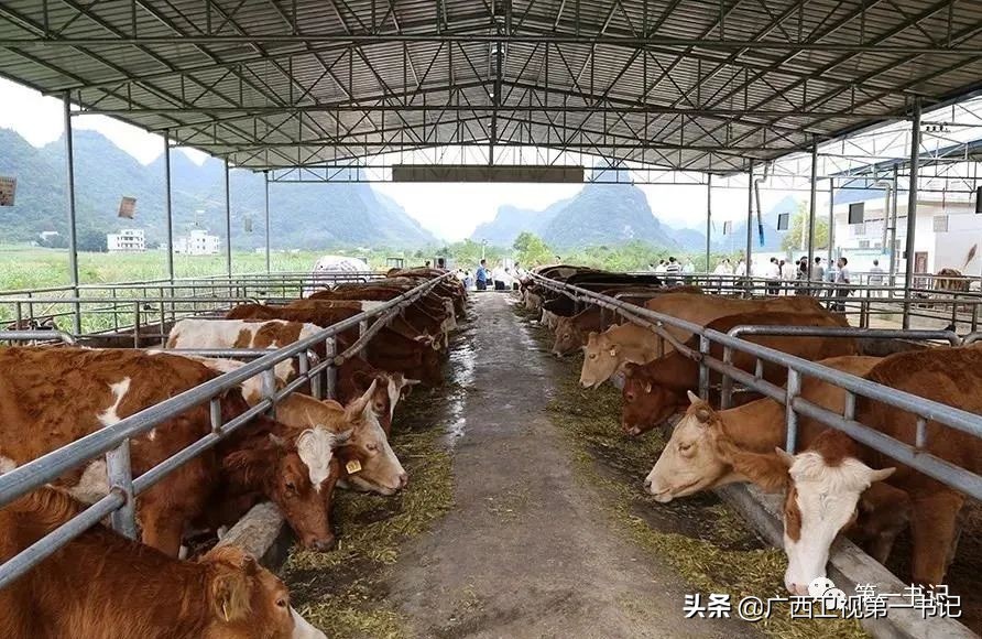 广西天等指天椒出名,广西天等指天辣椒种植