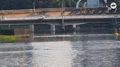 两水獭家族打群架,两个水獭家族之间的战争完整版