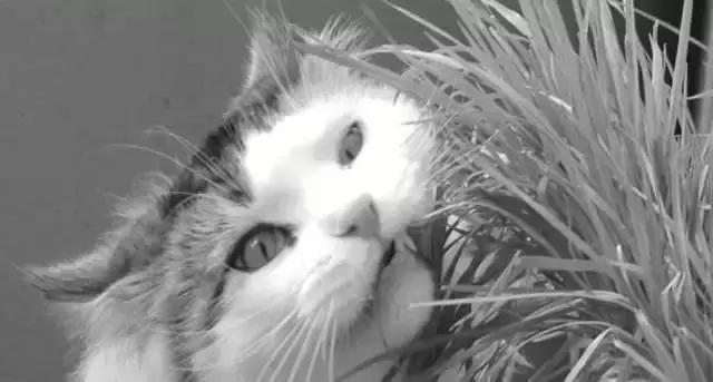 养猫人必备常用药物有哪些,养猫的人用什么驱虫药