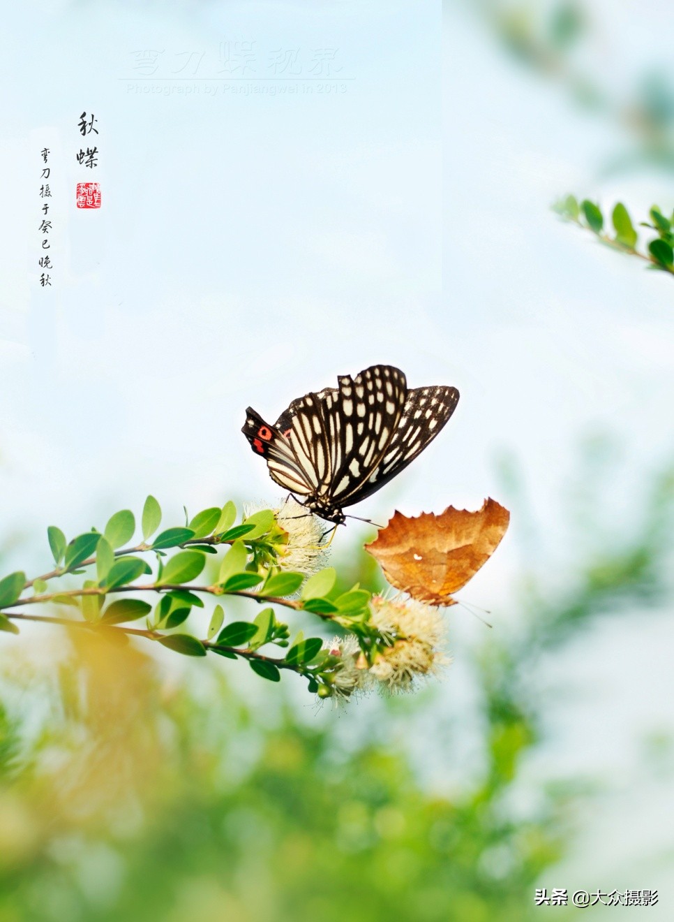 他7年专注拍蝴蝶,获“蝶痴”、“蝶仙”雅号