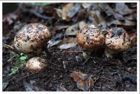 雅江松茸9月份还有卖吗,雅江松茸怎么购买