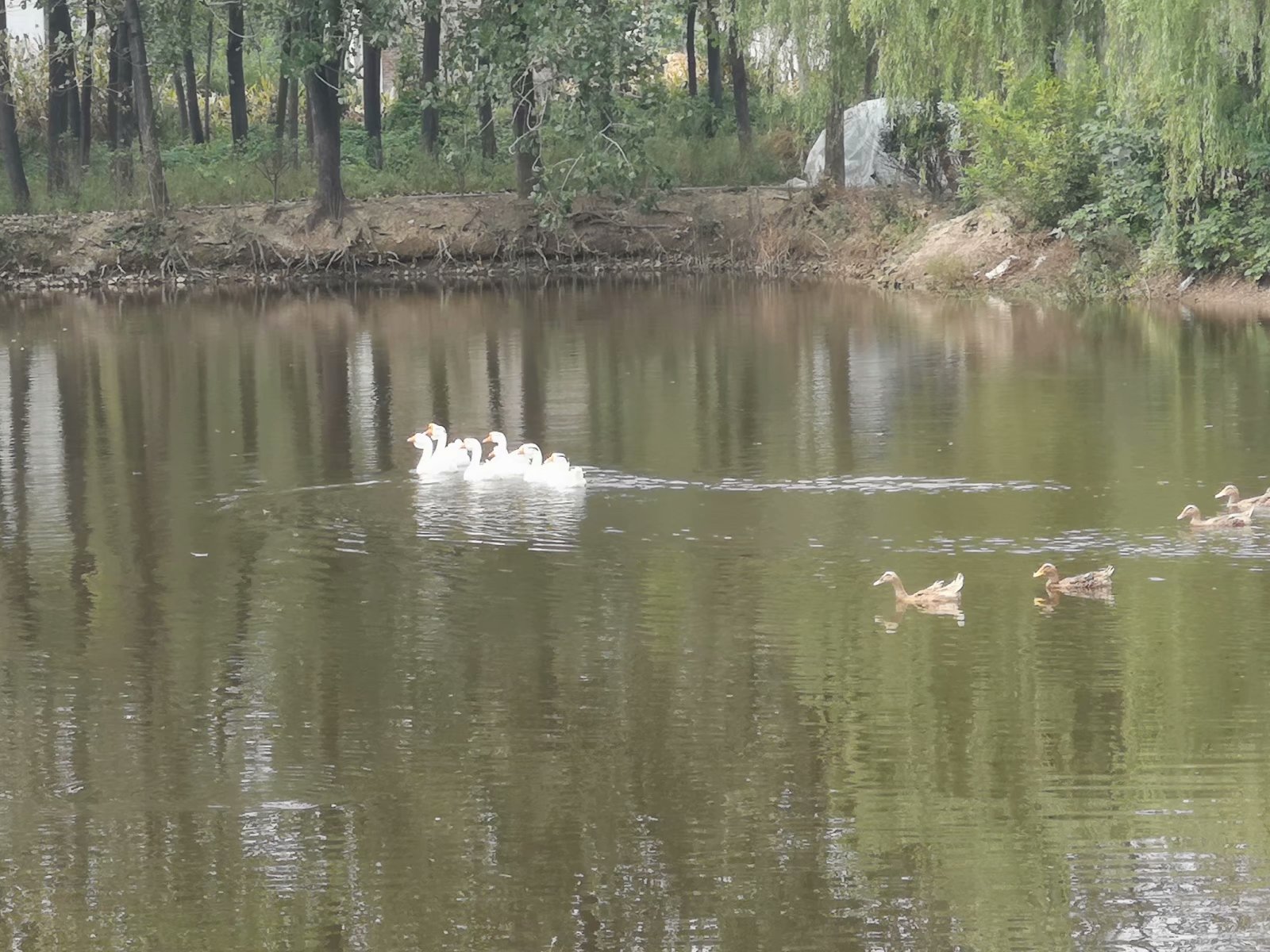 俞伯牙墓为什么在固镇,俞伯牙墓出土