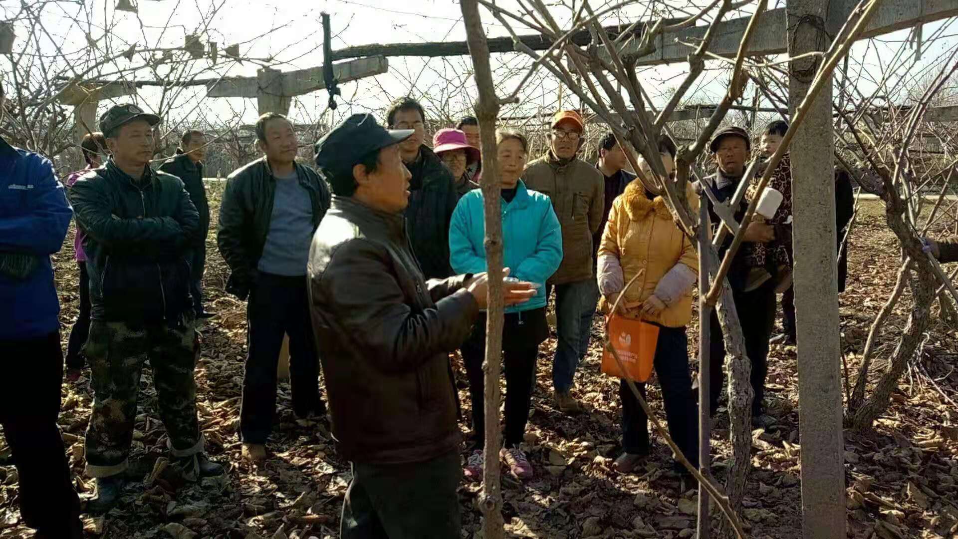 徐香猕猴桃冬季修剪视频,吕岩冬季猕猴桃修剪视频