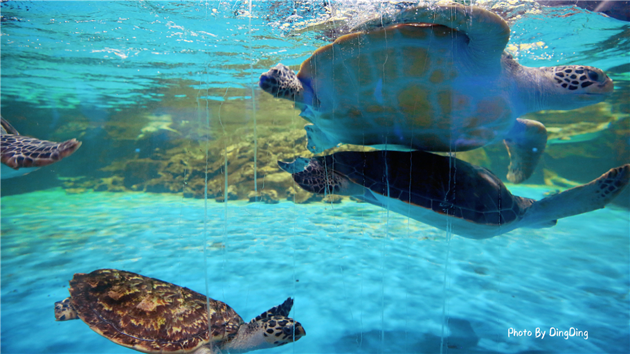 迪士尼能走多远,迪士尼乐园有多远