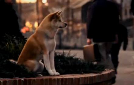 狗狗能够理解死亡吗,狗狗死亡意味着什么