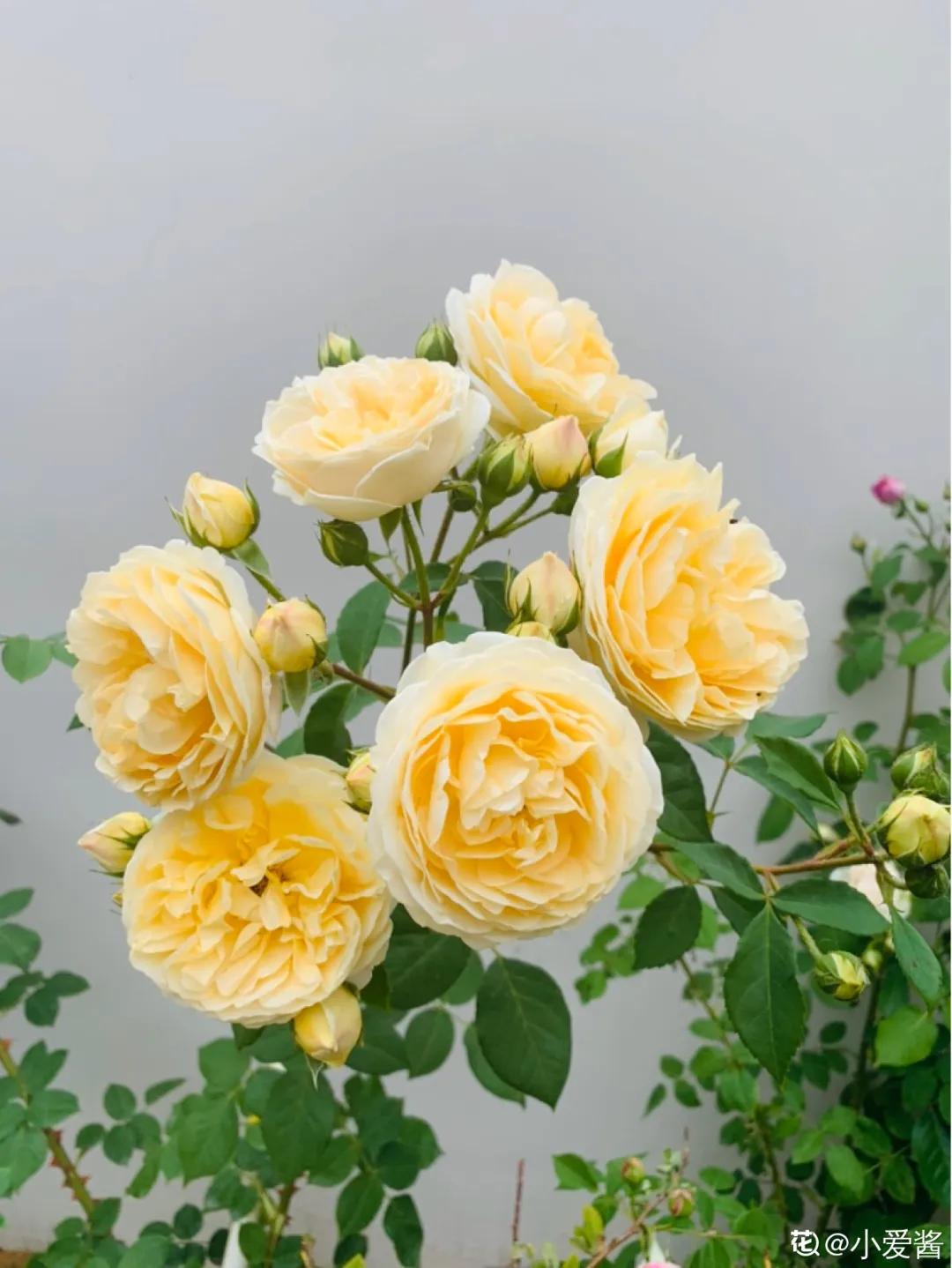 春天开的花有哪些常见又漂亮,十大名花在春天开的有哪些