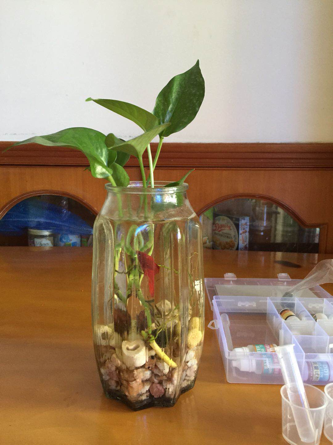 只要一点水就可以养活的植物,绿萝养斗鱼