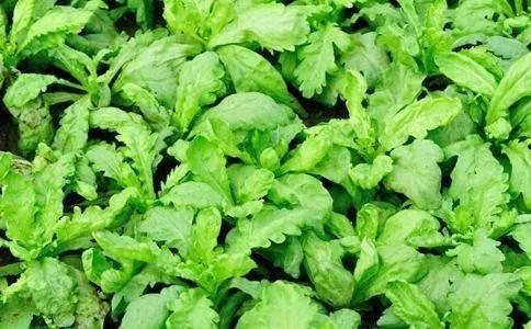 阳台有机绿色种植|茼蒿刚出苗怎么萎蔫枯死了？生产7要点有效解决