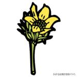 成人看图学英语之各种类型的花