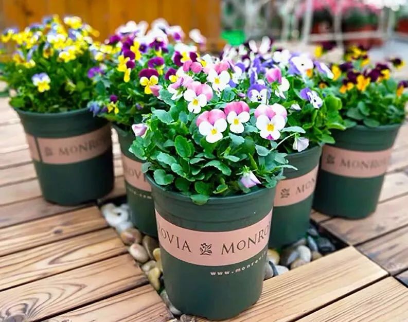 这10种耐旱花2个月不浇水,10种花养不死