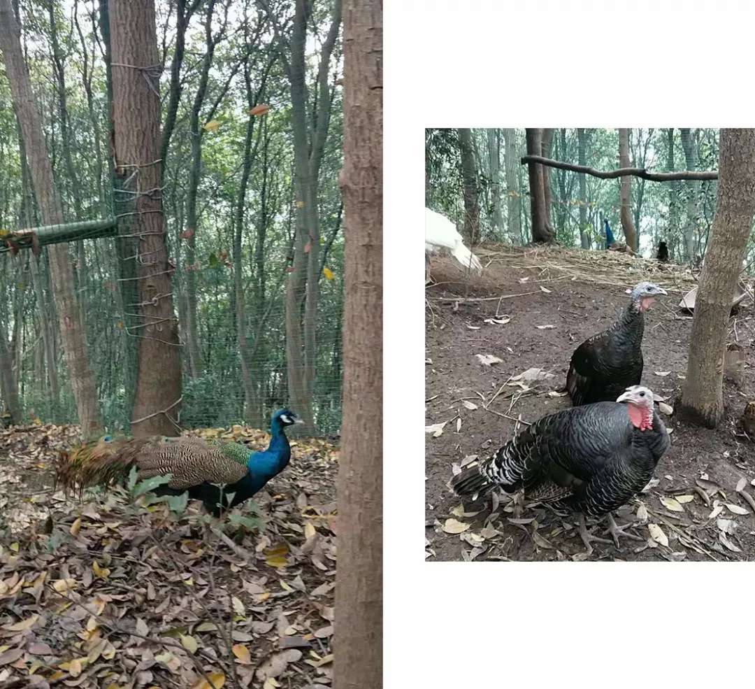 婀栧北妗冩簮涔濋緳浜戝涵,婀栧北涔嬪穮