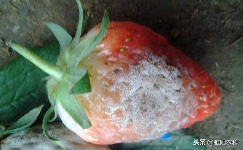 这个药能防100多种病害，效果好，经济实惠