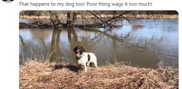 狗狗的尾巴下垂是不开心吗,狗狗尾巴尖下垂