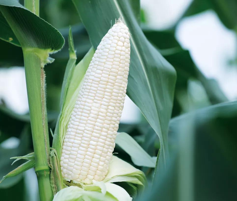 超香甜糯玉米图片,很好吃很糯的玉米