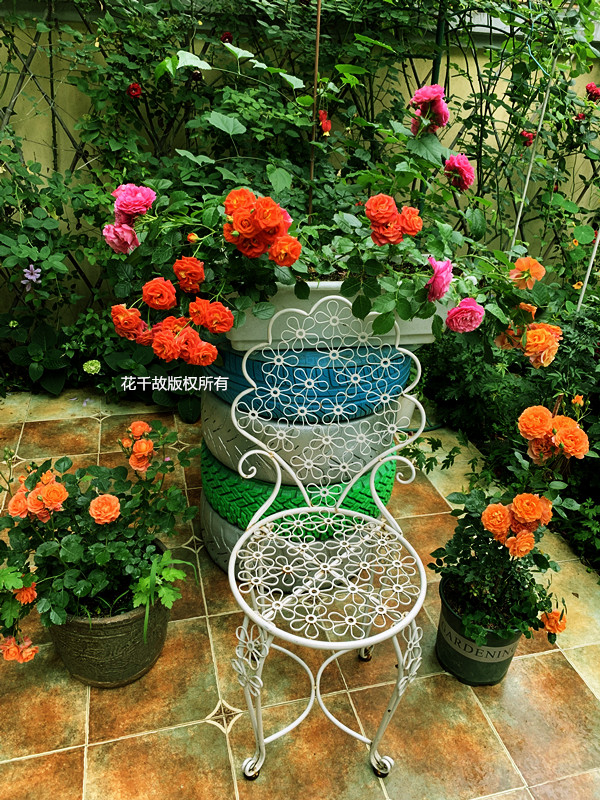 我的玫瑰仙境，请上坐！花市买来的“激素苗”，我这一招很好养活