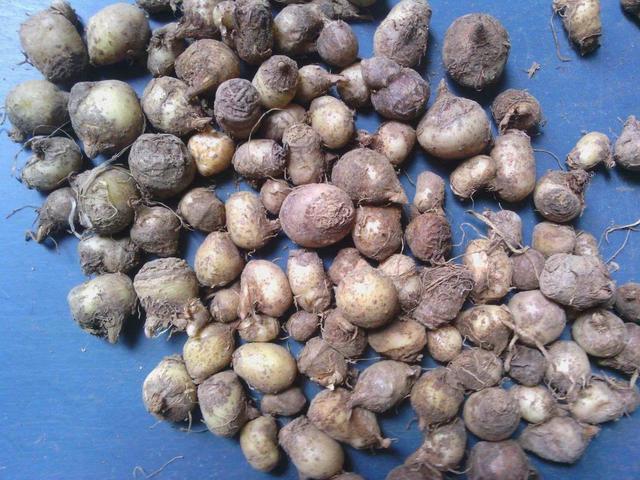 80骞翠唬灏忓鎸栨爲鏍瑰崠,鍐滄潙灏忔椂鍊欏紕閲庤崏鍗栭挶