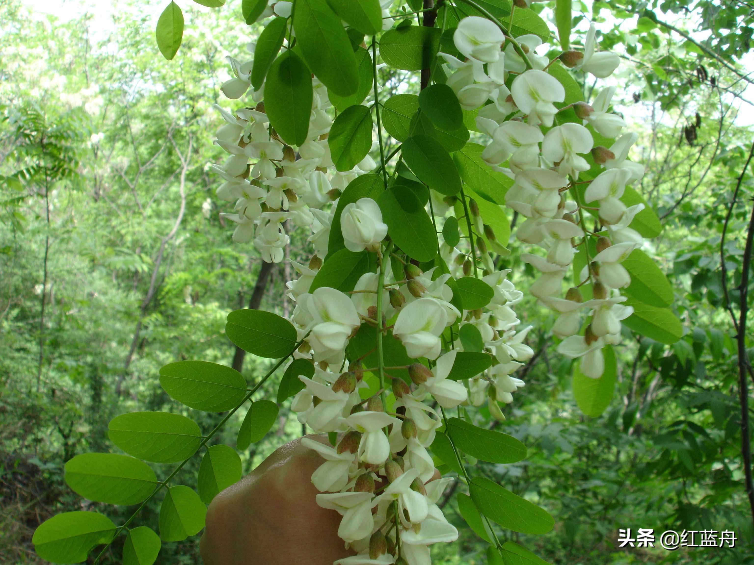 乡情散记：金城十里槐花香