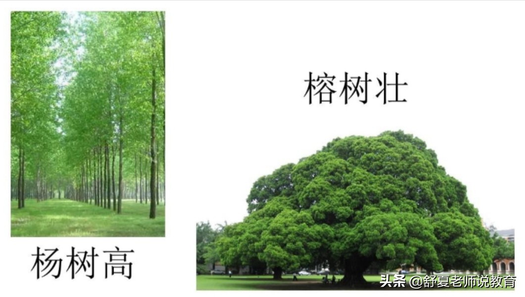 二年级树之歌课文笔记整理,小学二年级树之歌内容