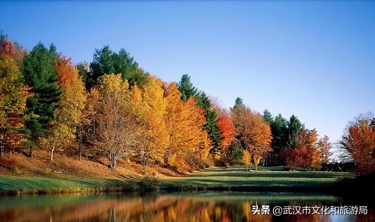 花young官方购票,花young套餐29元103g联通