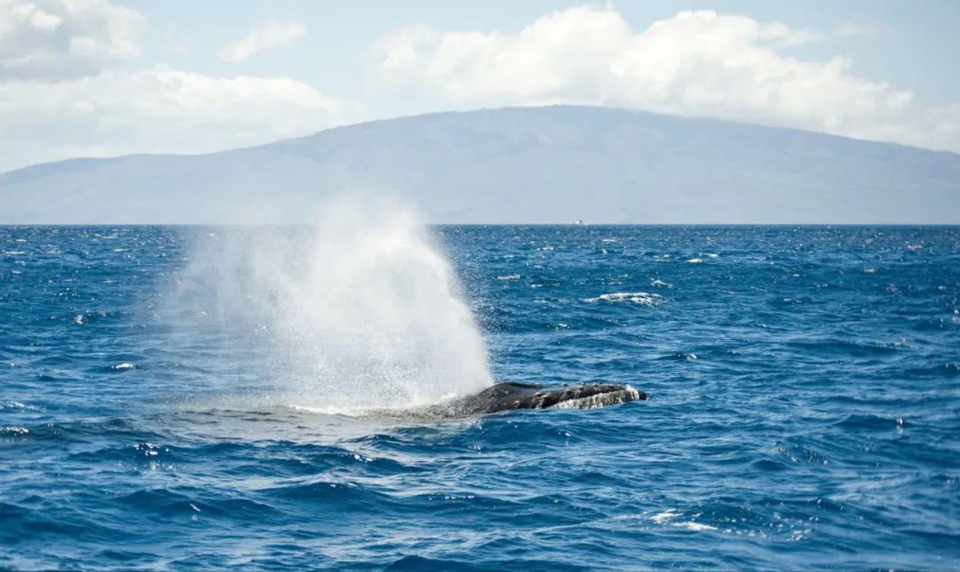 为什么鲸鱼在海底睡觉不会憋死,鲸鱼呼吸时怎么浮出水面
